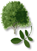 Tree Service | CO